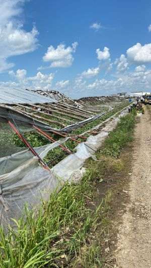 Furtunile lovesc în inima legumiculturii din Buzău: pagube de zeci de mii de euro şi noi presiuni asupra producţiei agricole